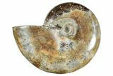 Polished Ammonite (Phylloceras?) Fossil - Madagascar #262117-1